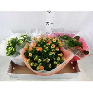 Kalanchoe blos.   ..rosebud mix  5