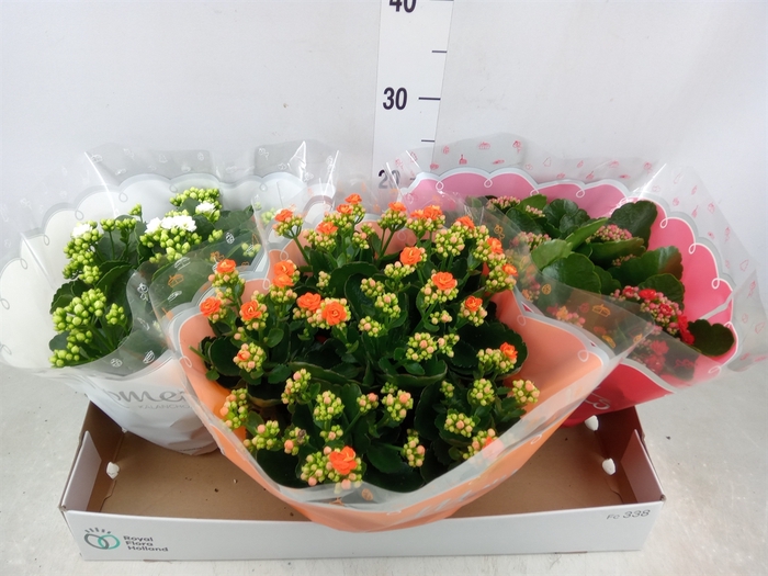 <h4>Kalanchoe blos.   ..rosebud mix  5</h4>