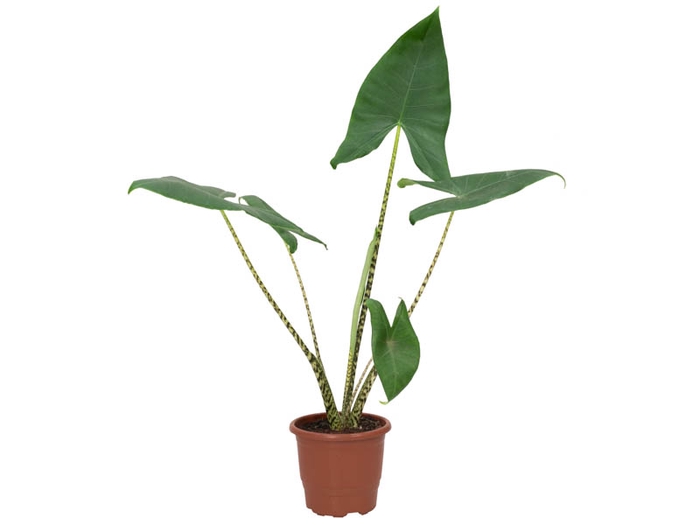 <h4>ALOCASIA ZEBRINA P17</h4>