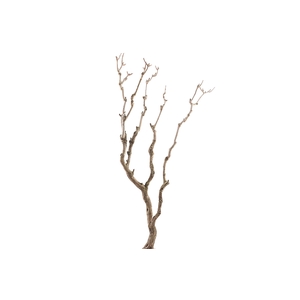 Syringa Branch Super Weinberg