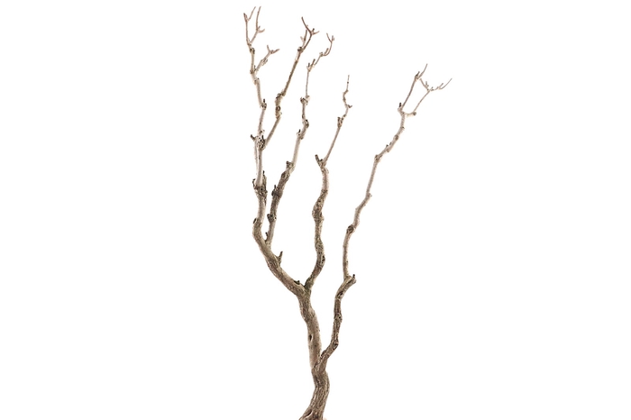 <h4>Syringa Branch Super Weinberg</h4>