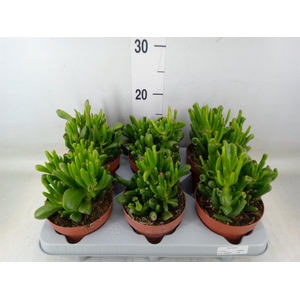 Crassula ovata 'Gollum'