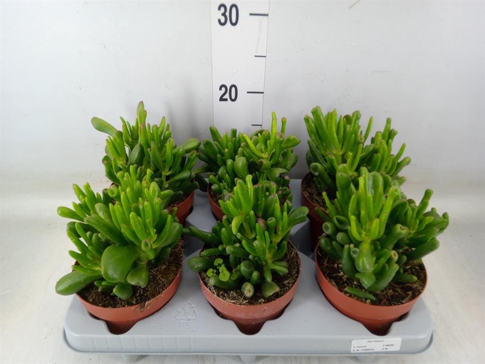 <h4>Crassula ovata 'Gollum'</h4>