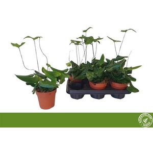 HEMIONITIS ARIFOLIA P12