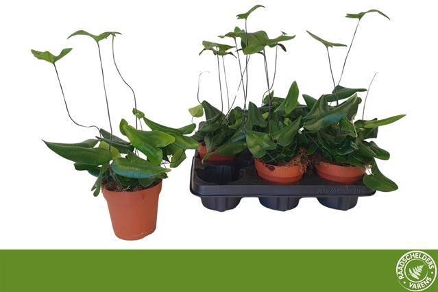 <h4>HEMIONITIS ARIFOLIA P12</h4>