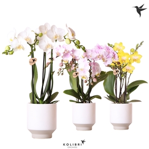 Kolibri Orchids Phalaenopsis mix 3 spike in Harmony pot white