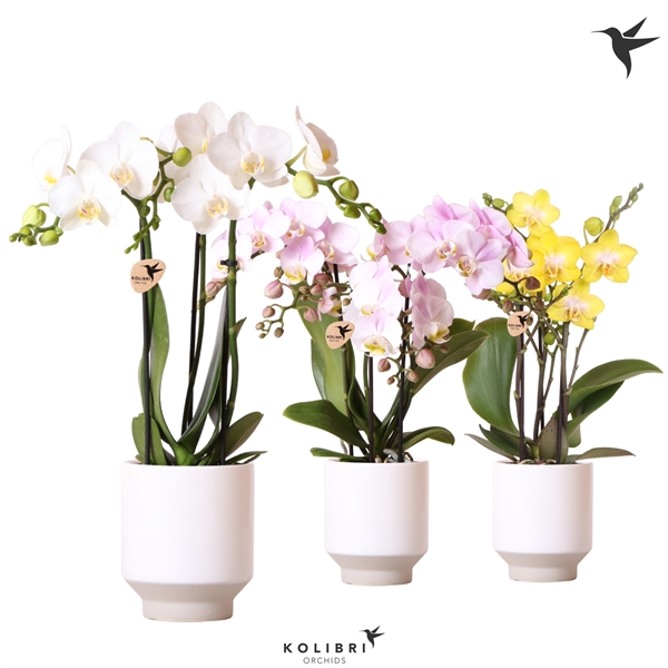 <h4>Kolibri Orchids Phalaenopsis mix 3 spike in Harmony pot white</h4>