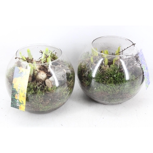 arr4 Bollenmix MB - Glas bol 285/5