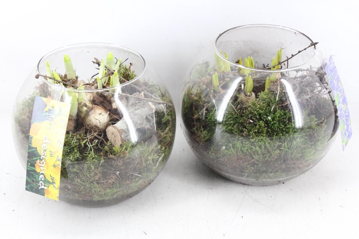 <h4>arr4 Bollenmix MB - Glas bol 285/5</h4>