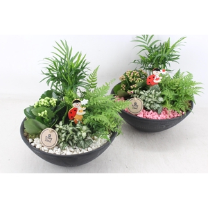 arr2 PL - Ebbischaal L - roze/wit