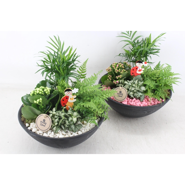 <h4>Arr2 Pl - Ebbischaal L - Roze/wit</h4>