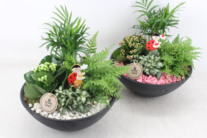 <h4>arr2 PL - Ebbischaal L - roze/wit</h4>