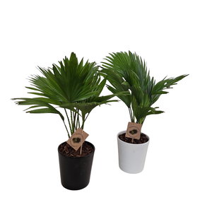 Livistona rotundifolia in keramiek konische pot