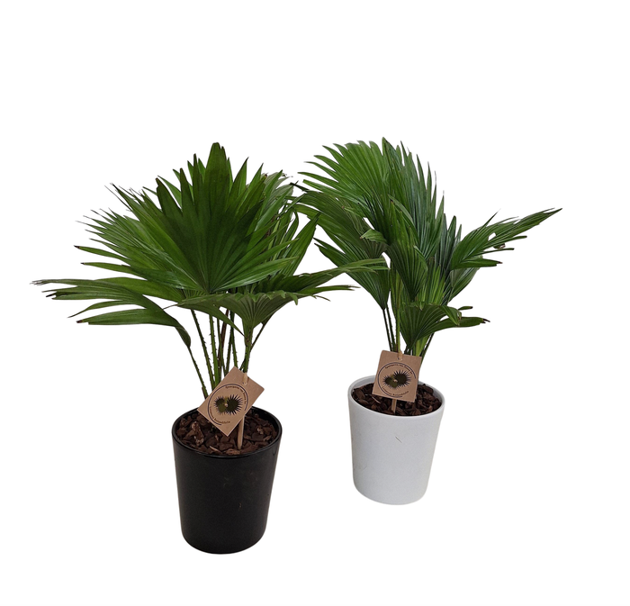 <h4>Livistona rotundifolia in keramiek konische pot</h4>