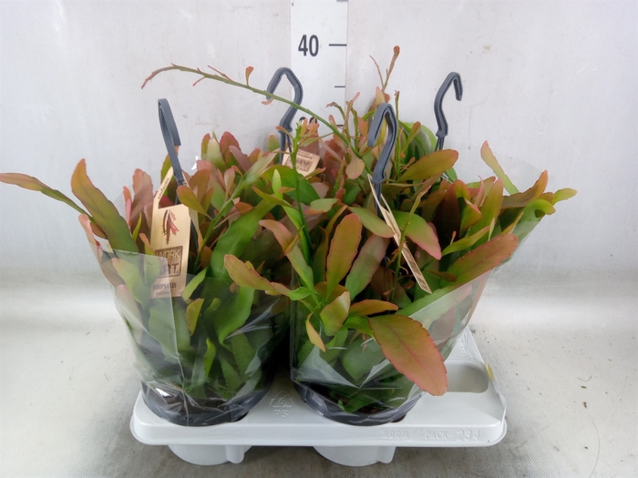 <h4>Rhipsalis   ...</h4>