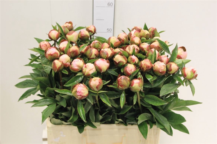<h4>Paeo L Gardenia</h4>