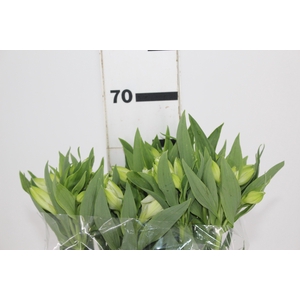 ALSTROEMERIA MISTRAL 060 CM