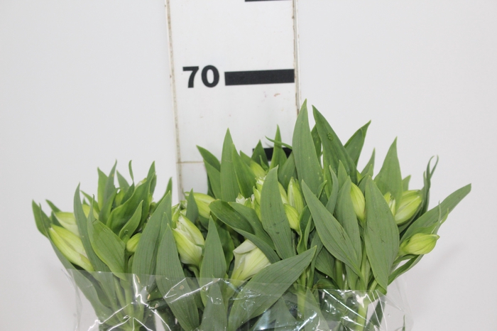 ALSTROEMERIA MISTRAL 060 CM
