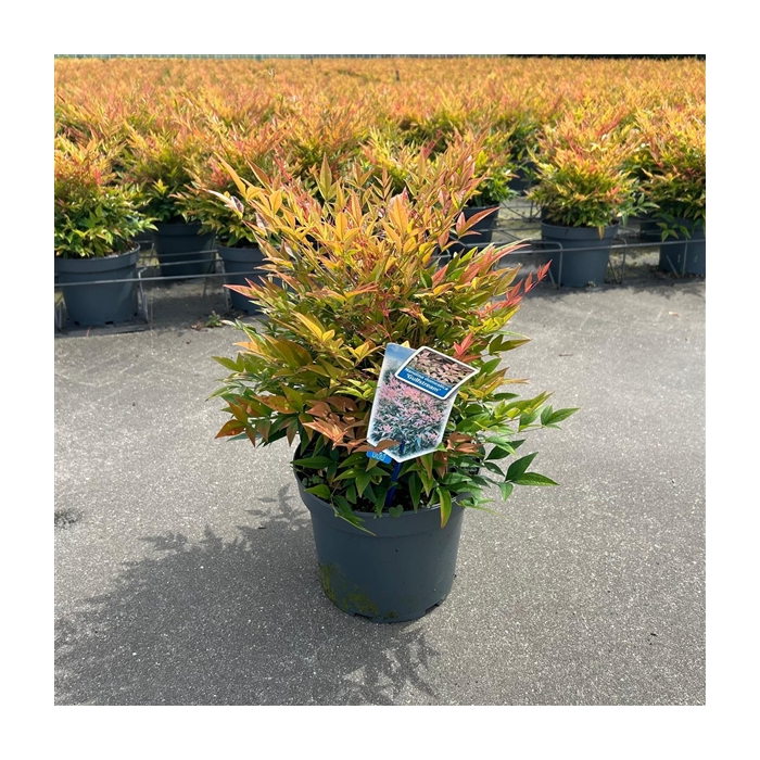 <h4>Nandina domestica 'Gulfstream'</h4>