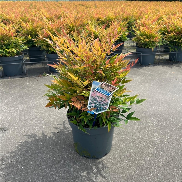 Nandina domestica 'Gulfstream'