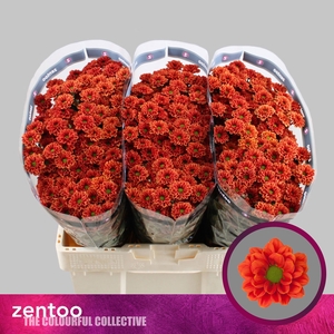 Chr San Melissa Zentoo