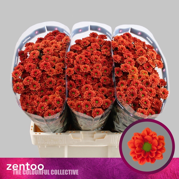 <h4>Chr San Melissa Zentoo</h4>