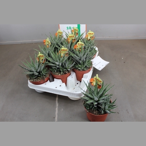 HAWORTHIA F BIG BAND
