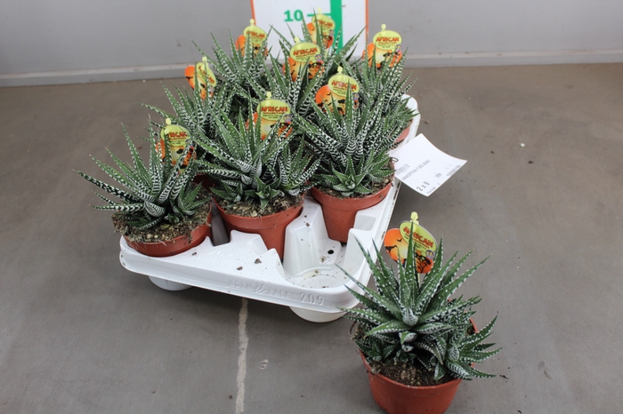 HAWORTHIA F BIG BAND