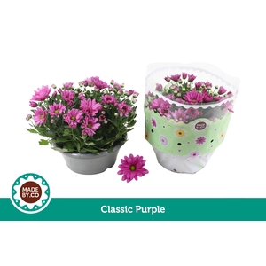 Chrysant Classic Purple