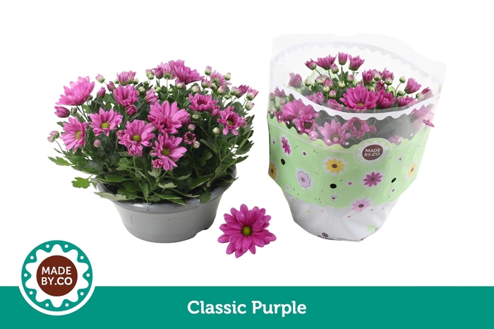 <h4>Chrysant Classic Purple</h4>