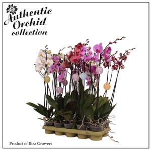 Phalaenopsis Mix 2 spike - 12cm | Authentic