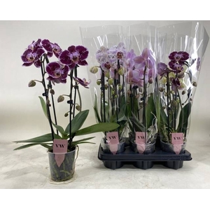 PHAL GEM