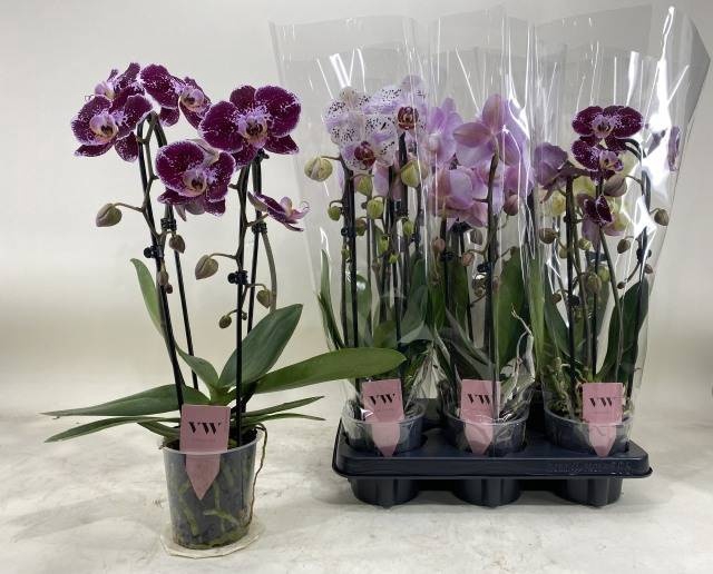 <h4>PHAL GEM</h4>