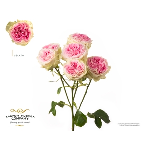 Rosa Spray Gelato
