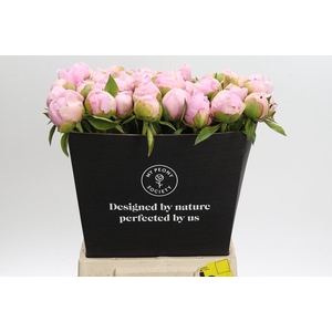 Paeonia Angel Cheeks