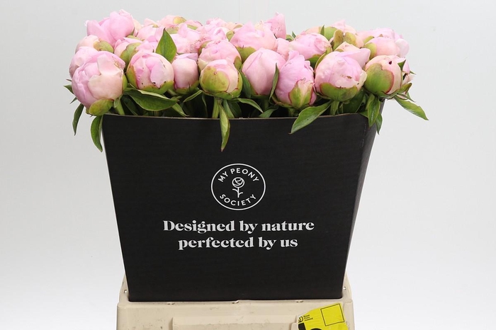 Paeonia Angel Cheeks