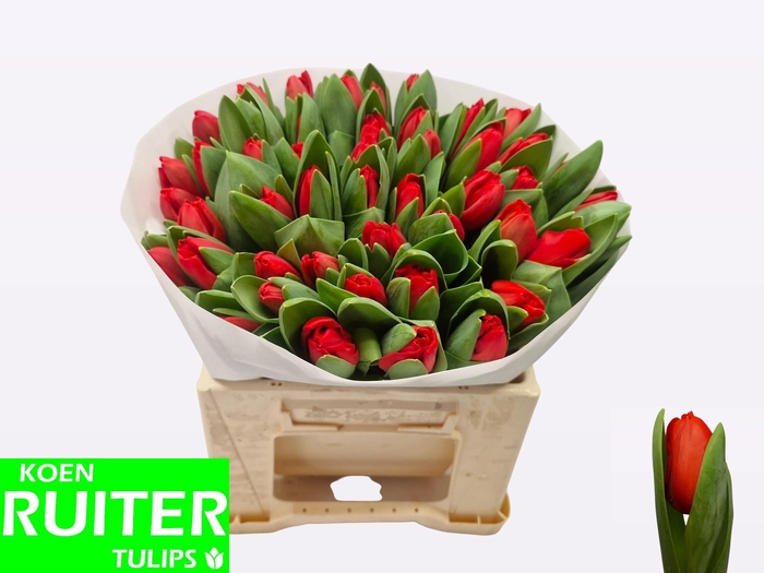 <h4>TU EN ESCAPE</h4>