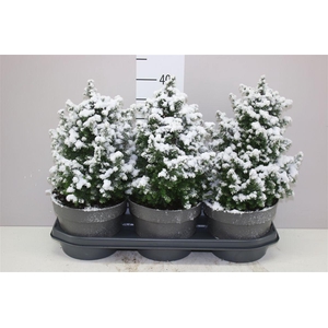 Chamaecyparis Th Top Point Snow