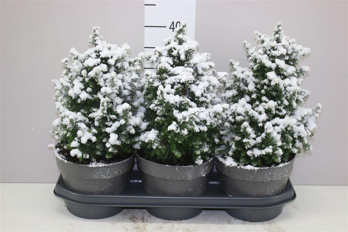 <h4>Chamaecyparis Th Top Point Snow</h4>
