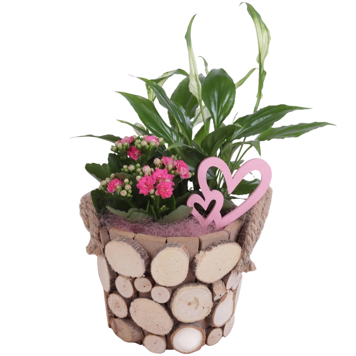 <h4>Mothersday Arr. Indoor Wooden Pot Round Tree Chucks Ø16cm 2PP</h4>