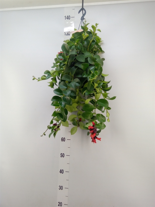 <h4>Aeschynanthus  'Mona Lisa'</h4>
