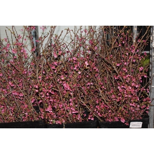 FOLH CEREJEIRA JAPONESA