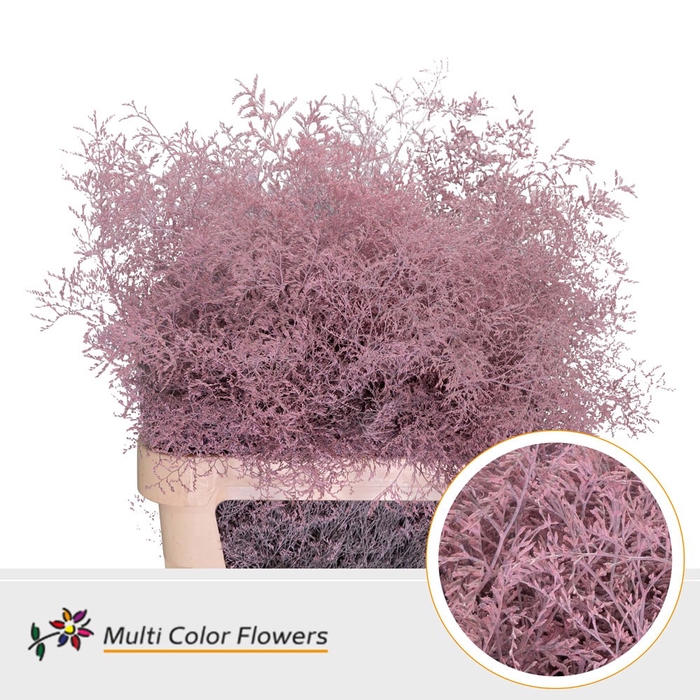<h4>Limonium Beltlaard Rose Licht</h4>