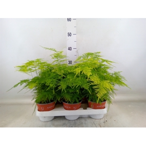 Asparagus setaceus