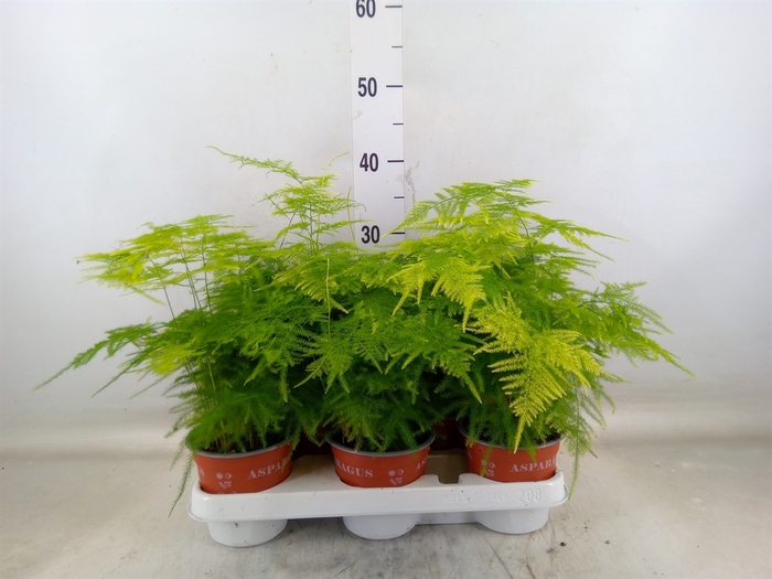 <h4>Asparagus setaceus</h4>