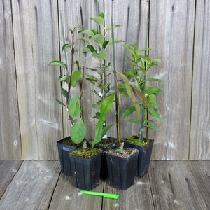 Prunus persica