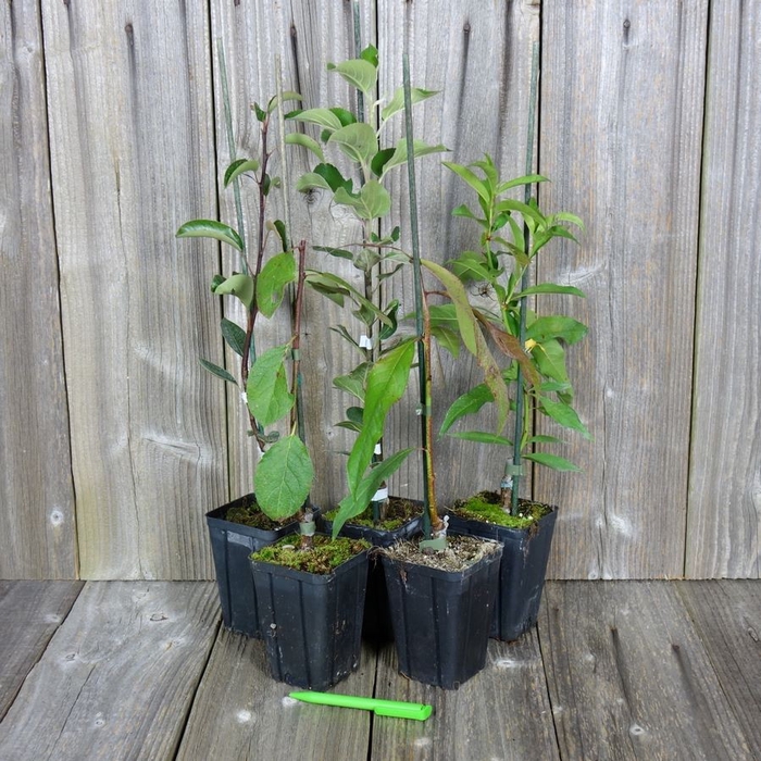 <h4>Prunus persica</h4>