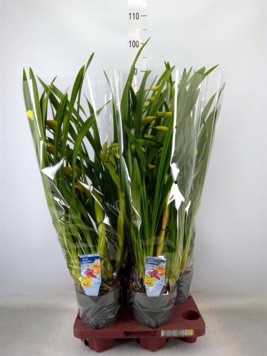 Cymbidium   ...