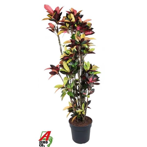 <h4>Codiaeum variegatum kleinbladig 'Mrs Iceton'</h4>