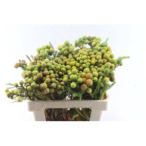 Kaaps Berz Galpinii Baubles